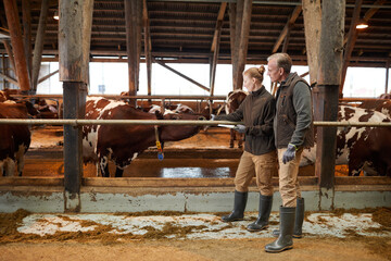 Full length portrait of two farm workers petting cows in shed and holding clipboards while inspecting livestock, copy space