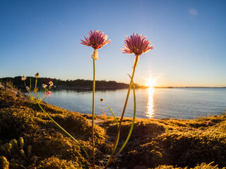 Wall Mural - Close up of beautiful wild chives by the shore during sunset