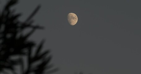 Wall Mural - Waxing gibbous phase of the moon with a tree in the foreground 