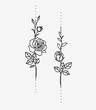 One line drawing. Set of garden roses with stem and leaves. Hand drawn sketch. Vector illustration.
