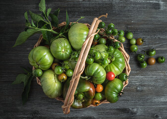 Basket of freshly harvested green tomatoes and bell peppers/