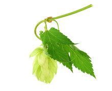 Closeup On Hops (Humulus Lupulus Or Common Hop) Flower And Leaves. Bitter Beer And Preserving Ingredient. Isolated On White Background.