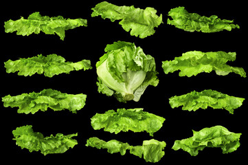 Lettuce iceberg head and leaf set different shapes is isolated.