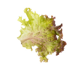 Lettuce isolated on a white background.