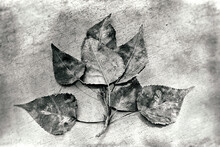 Collodion Black And White Leaves