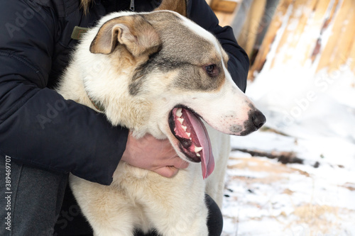 Fotomural A man's arms are wrapped around a large dog that is sitting on the ground in the