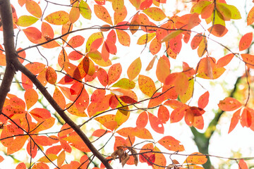 Red, green, and orange fall leaves of a black gum tree