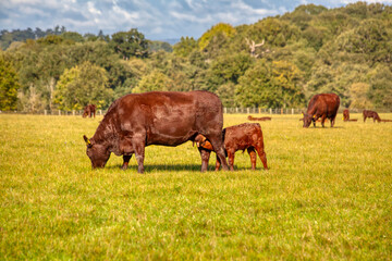 cow and calf grazing in a field