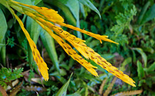 Yellow Bromeliad Inflorescence On Garden, Rio, Brazil 