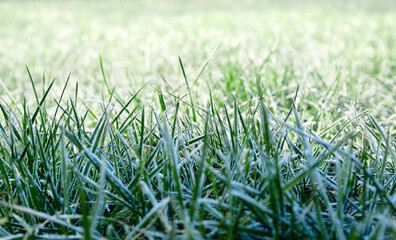 Morning dew froze on a green grass lawn and turned it into a white blanket