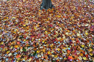 Wall Mural - Grass covered with colorful red, orange and yellow maple leaves in autumn