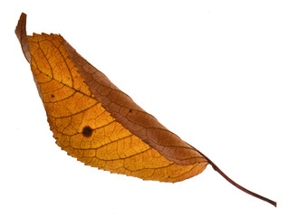 Autumn leaf isolated on white background