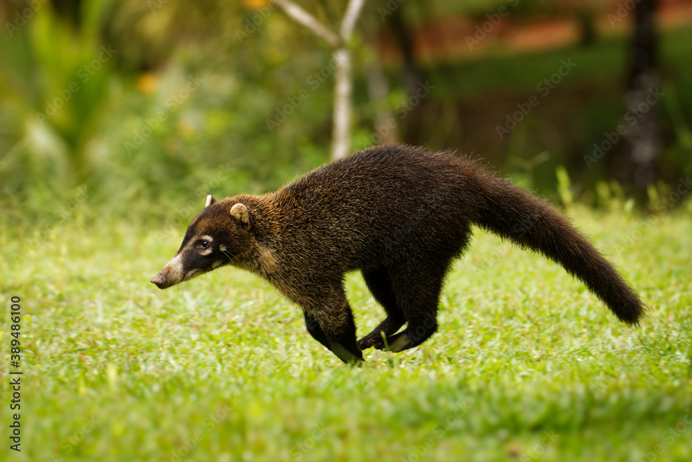 Spanish Raccoon White-nosed Coati - Nasua narica, known as the coatimundi, member of ...