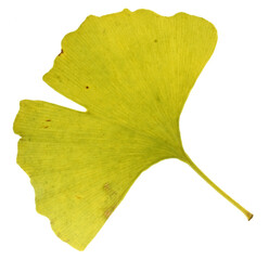 Ginkgo biloba leaf isolated on white background