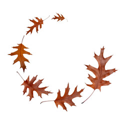 Wall Mural - Flying autumn dry brown oak leaves spiral isolated on white.