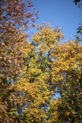 Wall Mural - autumn trees in the forest