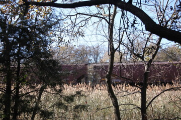 Wall Mural - trees in the park