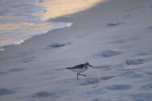 A Seabird Walks Along The Ocean In Search Of Food