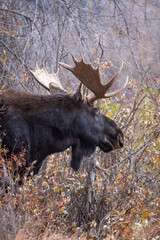 Sticker - 	 Bull moose in the woods