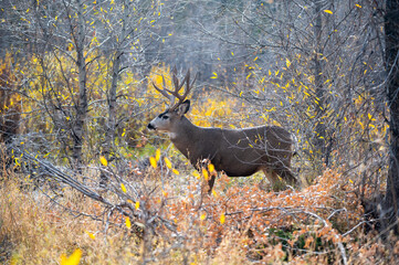 Sticker - Mule deer buck in the woods