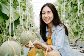 Wall Mural - Travel woman hold a gif melon fruit in greenhouse farm.