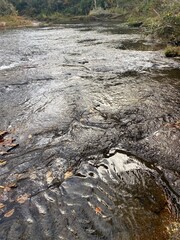 river in the forest