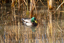 Mallard Male (drake)  In A Reflective Pond With Brown Reeds In Autumn