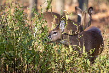Fototapete - White -tailed deer in the state park
