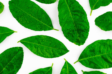 Spread of natural green lemon leaves with water drop on skin isolated on white background