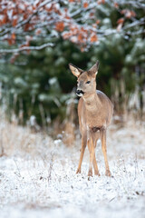 Wall Mural - Young roe deer, capreolus capreolus, doe standing on field in winter nature. Wild mammal watching on snowy glade from front. Brown little animal looking on white pasture.