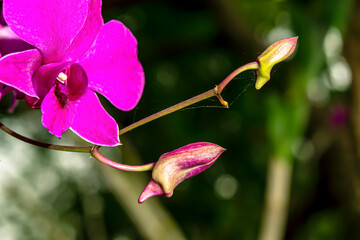 Canvas Print - Orchid flower has bloomed