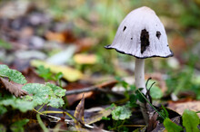 Gray Forest Mushroom Against The Background Of An Autumn Forest With The Image Of A Screaming Face