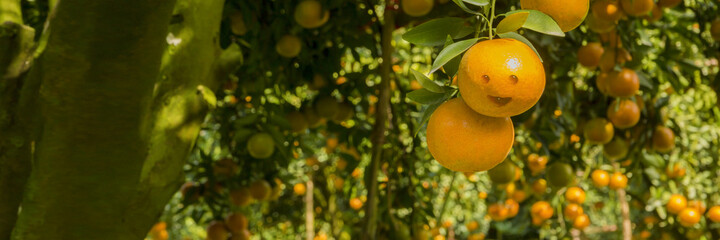 Wall Mural - Orange farm ready to harvest