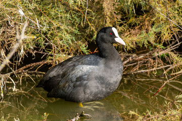 Sticker - coot po delta regional park comacchio iitaly