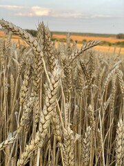 field of wheat