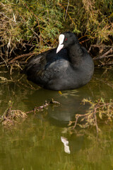 Canvas Print - coot po delta regional park comacchio iitaly