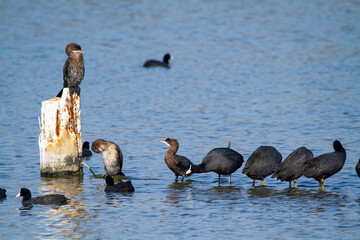 Canvas Print - cormorants hunting the po delta