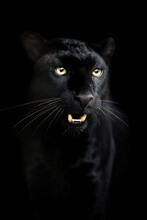 Portrait Of Black Leopard