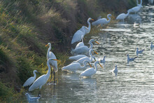 White Heron Po Delta Regional Park Comacchio Iitaly