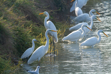 Canvas Print - great egret lakes rivers and swamps in europe