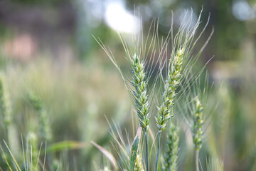 Closeup of green wheat ears in outdoor wheat field