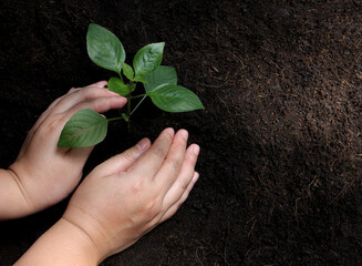 Hands holding small tree for planting,Environment earth day concept.