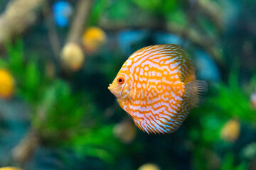 Blue and red discus aquarium fish