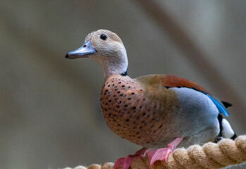 Duck portrait