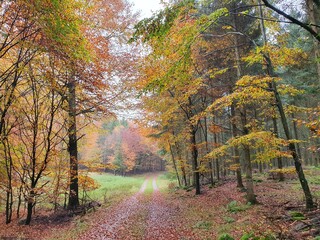 autumn in the forest