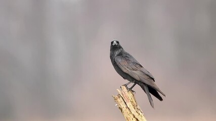 Wall Mural - Raven ( Corvus corax )	