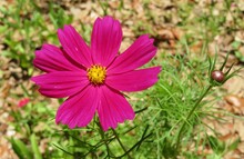 Beautiful Pink Cosmos Flower In The Meadow