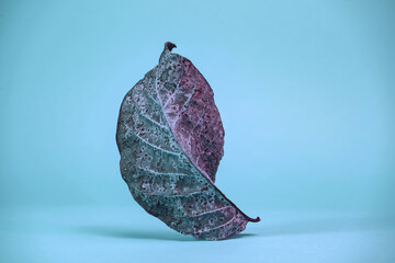 Poster - Beautiful faded old colorful leaf in blue light. Minimalism autumn style concept. Background pattern for design.