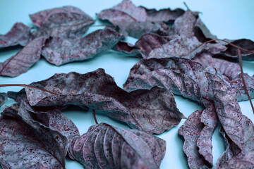 Poster - Beautiful faded old colorful leafs in blue light. Minimalism autumn style concept. Background pattern for design.