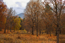 Yellow Leafless Forest With Trees And Mountain. Late Autumn.